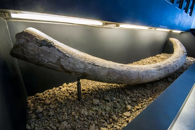 Una delle grandi zanne di elefante antico custodite nel  Museo di Casal de Pazzi