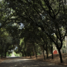 Villa Glori, viale del parco