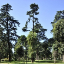 Villa Lazzaroni, parco Villa Lazzaroni, parco