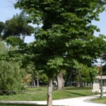 Villa Alberoni Paganini, il parco Villa Alberoni Paganini, il parco