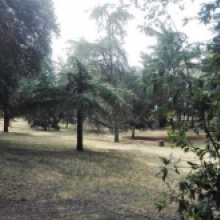 Foto del giardino boschereccio Foto del giardino boschereccio